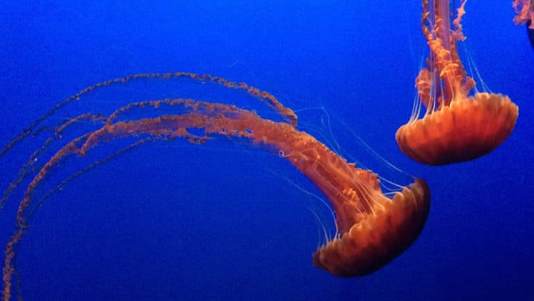 https://p1.pxfuel.com/preview/642/969/303/jellyfish-jelly-fish-ocean.jpg