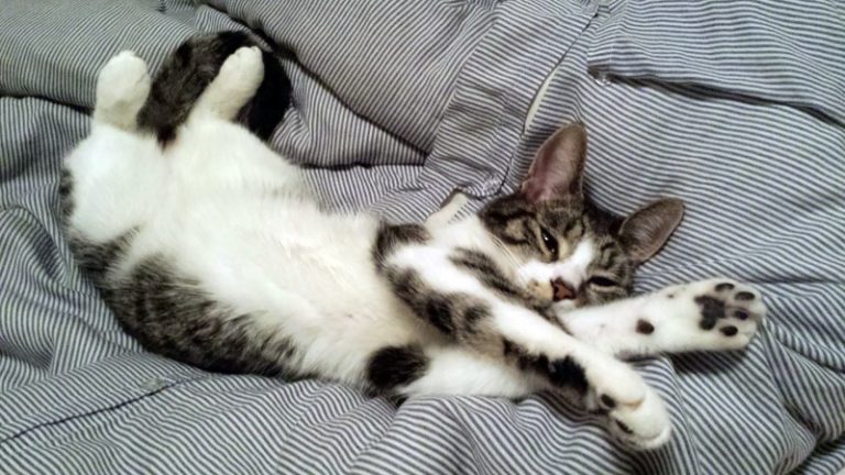 https://www.publicdomainpictures.net/pictures/150000/velka/comfortable-cat.jpg