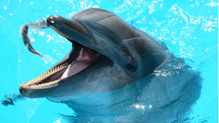 https://c.pxhere.com/photos/0c/b4/dolphins_marine_life_fish_in_water_oceanic_fish_mammals_show_dolphinarium-1204750.jpg!d