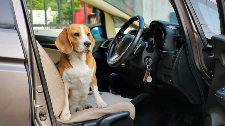 Pes plemene bígl sedí na béžové sedačce na místě spolujezdce v interiéru osobního automobilu.